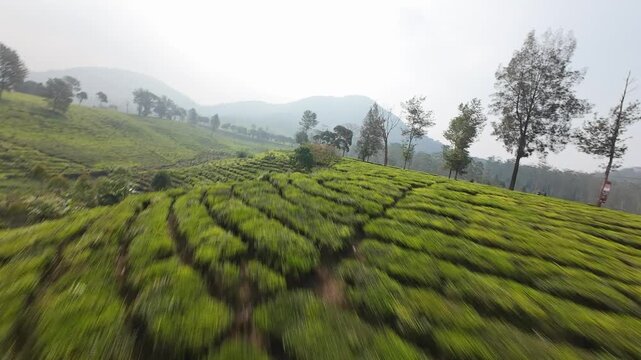 Dynamic FPV drone flight swooping low over Gambung tea plantation in Ciwidey, Indonesia