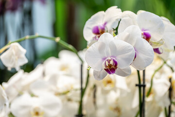 Obraz premium Colorful Orchid Flowers in Full Bloom. Exotic Orchid Blossoms with Vibrant Colors. Tropical Orchid Collection in Bloom.