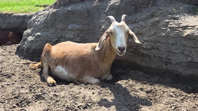 Domestic brown goat with horns ruminating while resting on the ground in a rural farmyard, a peaceful scene capturing the essence of animal husbandry and country life