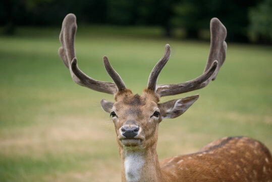 Portrait of Majestic Fallow Deer Buck with Velvet Antlers Standing in Summer Meadow Natural Wildlife