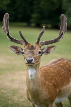 Front View of Majestic Fallow Deer Buck with Velvet Antlers Standing in Green Park on Sunny Day