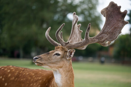 Side Profile of Fallow Deer Buck with Large Velvet Antlers in Green Park Natural Wildlife Scene