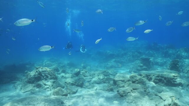 underwater fish scenery from mediterranean wit divers around
