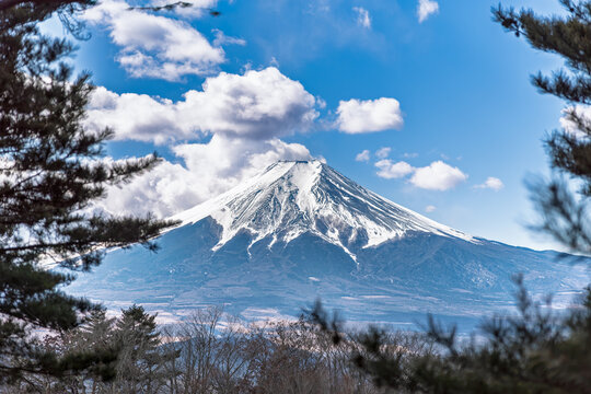 倉見山山頂から松の木越しに望む冠雪の富士山