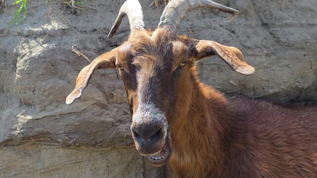 Brown goat with long horns and floppy ears looking toward the camera while ruminating and chewing its cud against a rustic, earthy background of a dirt cliff