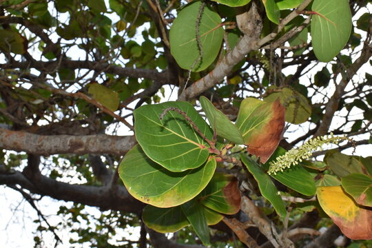 The leaves of a Sea grape (Coccoloba uvifera) in Toco, Trinidad. These flowers grow in dense, upright spikes called racemes and are common along tropical coastal beaches.
