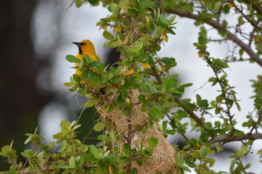 A Yellow Oriole (Icterus nigrogularis) bird perched on a tree in Trinidad and Tobago.