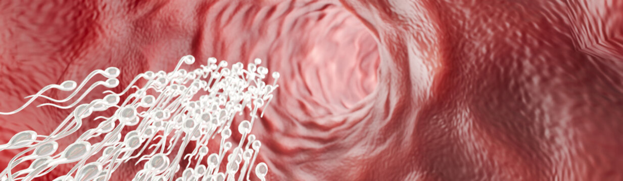 Microscopic vision of fertilization showing sperm-egg fusion, human life creation, reproduction science, assisted fertility treatments, and embryology research fields. 3D Renderin