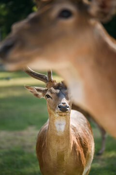 Fallow Deer Buck Framed by Doe in Foreground Creating Natural Wildlife Composition in Green Park