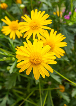 A cluster of Euryops pectinatus flowers, known as the African daisy, highlighting their vibrant yellow petals and green foliage in an ornamental garden.