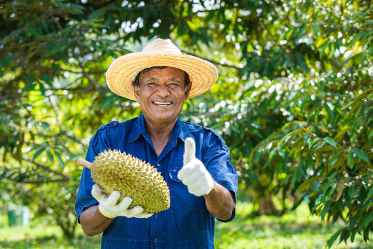 Smiling elderly Asian farmer holding freshly harvested durians and giving thumbs up in a tropical orchard. Portrait of local fruit producer promoting premium tropical fruit, sustainable farming