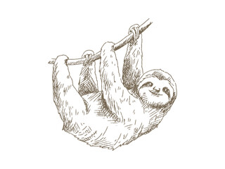 Obraz premium Hand Drawn Sloth Illustration, Vintage Engraving Style