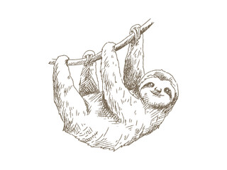 Obraz premium Hand Drawn Sloth Illustration, Vintage Engraving Style