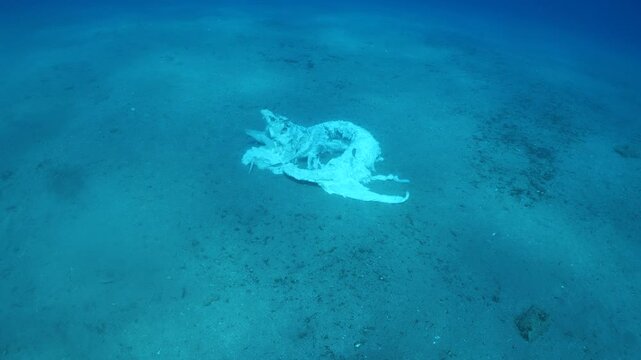 a dead shark underwater eaten by oter fish