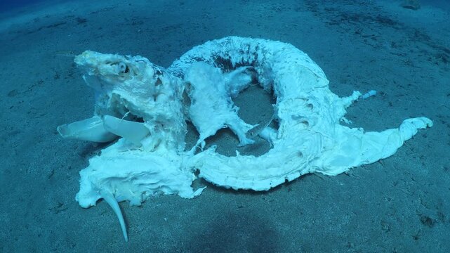 a dead shark underwater eaten by oter fish