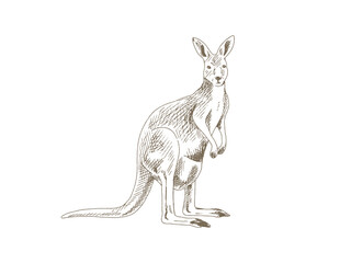 Hand Drawn Kangaroo Illustration, Vintage Engraving Style © yoko