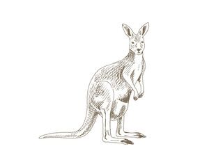 Hand Drawn Kangaroo Illustration, Vintage Engraving Style © yoko