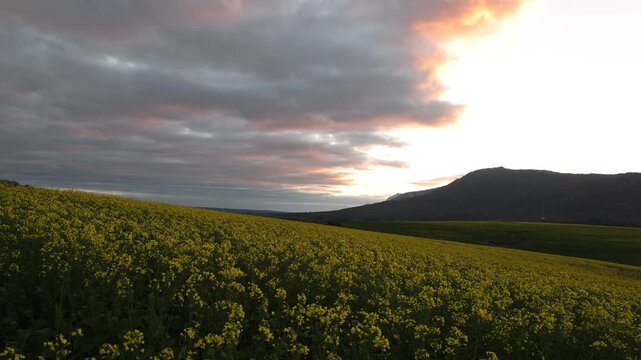 beautiful rolling fields of canola crops, Stanford, South Africa at sunset