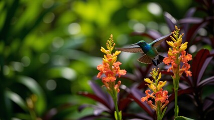 Obraz premium Iridescent Hummingbird Hovering Over Vibrant Orchids