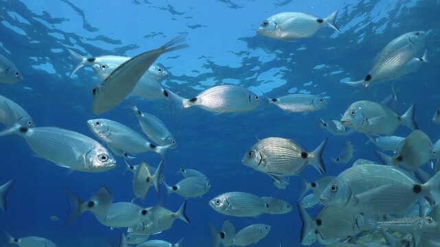 underwater fish scenery from mediterranean  sea breams ocean scenery underwater landscape seabreams  Diplodus sargus