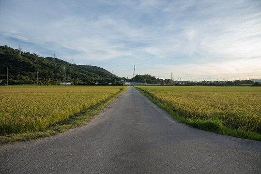 両側が稲穂の直線の農道