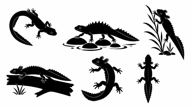 Set of Newt Silhouettes in Various Poses and Natural Settings