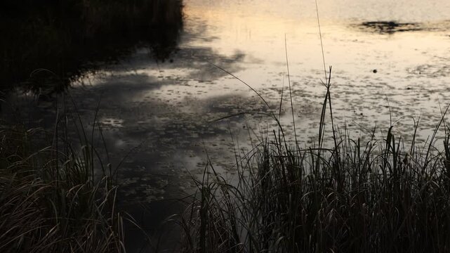pond, reflections and water Lillies, Stanford, South Africa
