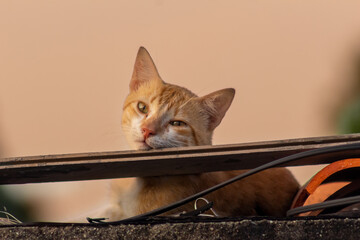 cat on the roof at the sunset © ric