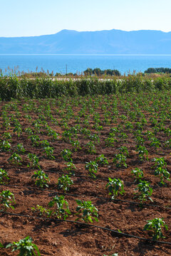 Young crops grow in irrigated rows beside the Mediterranean Sea in Crete, Greece. A mountain range rises across the water, creating a scenic blend of agriculture and coastal landscape.