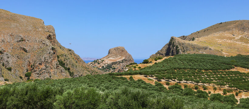 Olive groves spread across a rugged valley in Crete, Greece, framed by rocky hills and Mediterranean terrain. The landscape showcases traditional agriculture and dramatic natural scenery.