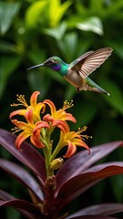 Fototapeta premium Iridescent Hummingbird Hovering Over Vibrant Orchids