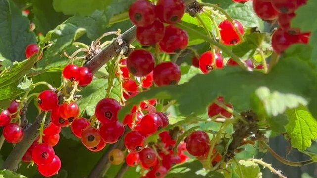 Video of ripe red currants on green currant bush in garden on sunny summer day. Growing organic, vitamin-rich berries on dacha. Close-up view