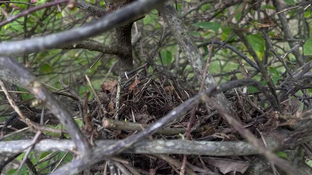 Bird nest hidden among tangled dry branches in forest thicket