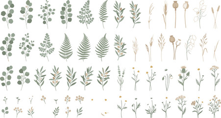 Delicate wildflower and botanical leaf vector illustration collection featuring eucalyptus fern olive branch and dried grass icons for elegant wedding branding templates © Protima