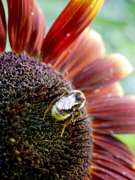 A bee crawls on the dark center of a sunflower with reddish-yellow petals. The bee is fuzzy and has stripes.