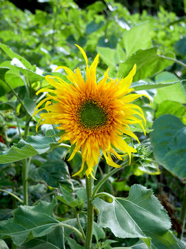 A vibrant sunflower with bright yellow petals and a green center stands tall amidst lush green foliage. The image captures a close-up view of the solitary flower in a sunlit field.