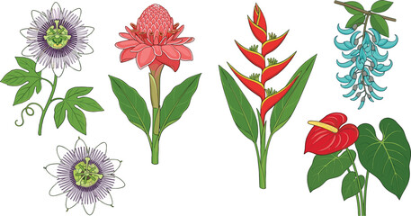 Exotic tropical flower vector illustration set featuring passionflower torch ginger heliconia jade vine and anthurium for summer branding patterns and botanical designs © Protima