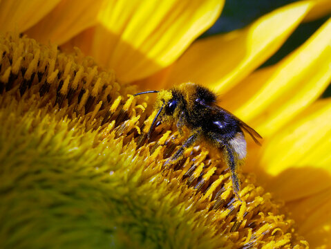 Bombus pascuorum collecting pollen from the center of a bright yellow sunflower. The close-up shot highlights the bee's fuzzy body and the intricate details of the flower's disc florets.