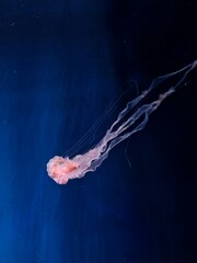 Glowing pink jellyfish swimming diagonally in deep blue water at Jakarta Aquarium Safari, Indonesia. Translucent marine life with trailing tentacles against a dark background with copy space. © Cecep