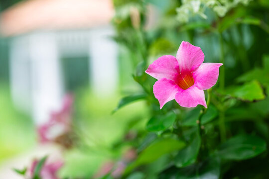 Beautiful pink mandevilla flower blooming with blurred garden background
