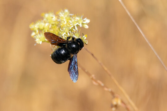 Abeja carpintera o abejorro carpintero "abejorro negro" realizando su trabajo