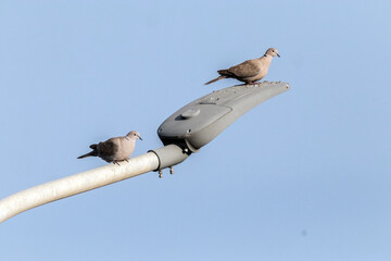 En la farola posada una pareja de Tórtolas turcas o palomas de collar "Streptopelia decaocto" © FranciscoJose