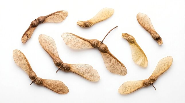 Natural maple samara winged seeds arranged on white background.