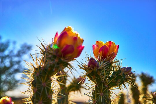 Cactus Flower Bloom Close Up with Bright Spines and Blue Sky in Desert Sunlight