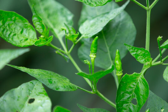 resh green bird's eye chili peppers growing on tree branch close up.Close-up macro shot of small green bird's eye chili peppers growing naturally on a branch with lush green leaves in the garden. 