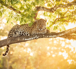 jaguar resting on a tree branch © Agatha Carr
