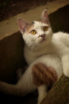 A Behavior and a cute expression of a domestic cat with black and yellow accent on tail and face 