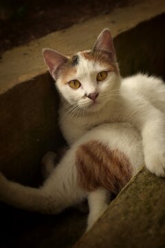 A Behavior and a cute expression of a domestic cat with black and yellow accent on tail and face 