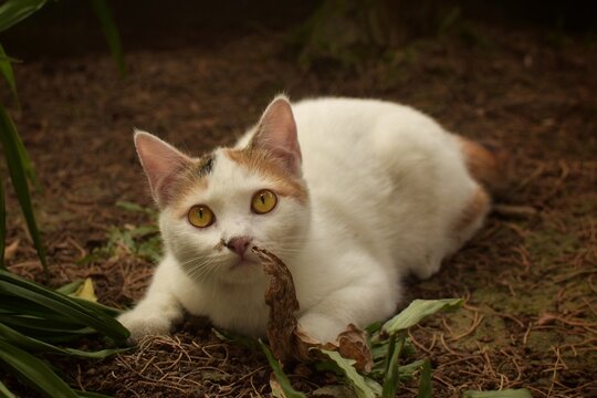 A Behavior and a cute expression of a domestic cat with black and yellow accent on tail and face 