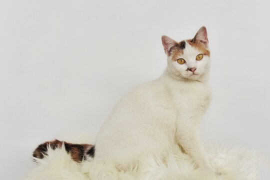 A Behavior and a cute expression of a domestic cat with black and yellow accent on tail and face 